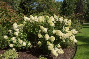 Pluim hortensia’s - Hydrangea paniculata   beschikbaar voor biedingen