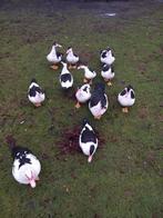 Muskus eenden, Dieren en Toebehoren, Meerdere dieren, Eend