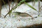 Mini japonica garnalen, Dieren en Toebehoren, Vissen | Aquariumvissen, Kreeft, Krab of Garnaal, Zoetwatervis, Schoolvis