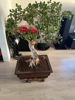 Prachtige grote bonsai 115 cm hoog met  Chinese antieke pot, Huis en Inrichting, Kamerplanten, Ophalen of Verzenden