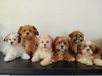 Mooie Boomer pups ShihTzu x Maltezer.♥️, Dieren en Toebehoren, Honden | Chihuahua's en Gezelschapshonden, Nederland, Overige rassen