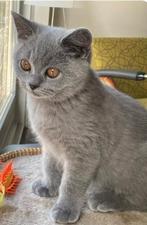 Britsekorthaar raszuiver blue hazel koper kleur ogen, Dieren en Toebehoren