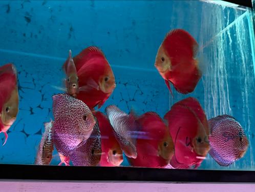 Discusvissen red cover blue rim discus, Dieren en Toebehoren, Vissen | Aquariumvissen, Vis