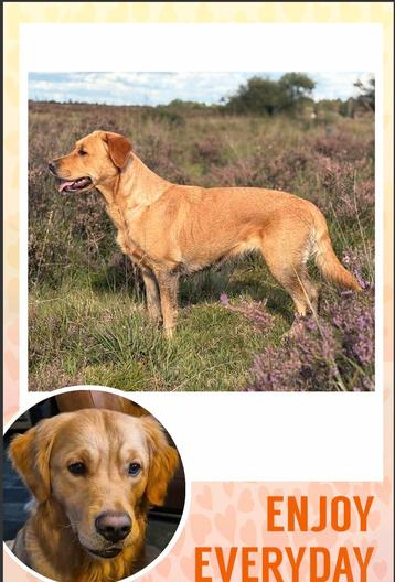 Labrador retriever puppy’s beschikbaar voor biedingen