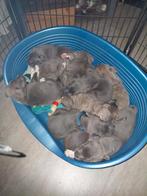 Cane corso x Amerikaanse buldog pups, Dieren en Toebehoren, 8 tot 15 weken, Bulldog, Meerdere, Meerdere dieren