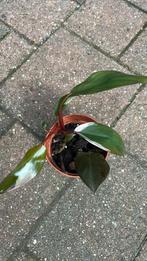 Philodendron pink princess #3, Huis en Inrichting, Kamerplanten, Ophalen of Verzenden, Overige soorten, Minder dan 100 cm