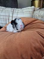 Twee cavia beertjes langhaar, Dieren en Toebehoren, Knaagdieren, September, Mannelijk, Cavia