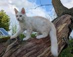 maine coon katertje met stamboom, Kater, Gechipt, 0 tot 2 jaar