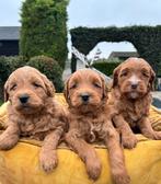 Labradoodle pups, Nederland, Overige rassen, 8 tot 15 weken, Meerdere