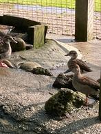 Siereenden, Dieren en Toebehoren, Pluimvee, Geslacht onbekend, Kip