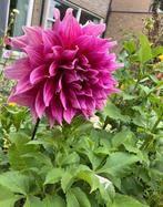 Dahlia knol Cafe au Lait rose (nummer 2), Ophalen of Verzenden, Voorjaar, Volle zon, Knol