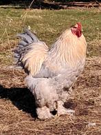 Grote Brahma haan, Dieren en Toebehoren, Mannelijk, Kip