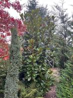 bomen, Tuin en Terras, Planten | Bomen, Overige soorten, Lente, 250 tot 400 cm, Ophalen