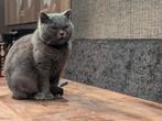 Britse korthaar, Dieren en Toebehoren, Poes, Gechipt