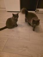 Katten britse korthaar en britse langhaar, Dieren en Toebehoren