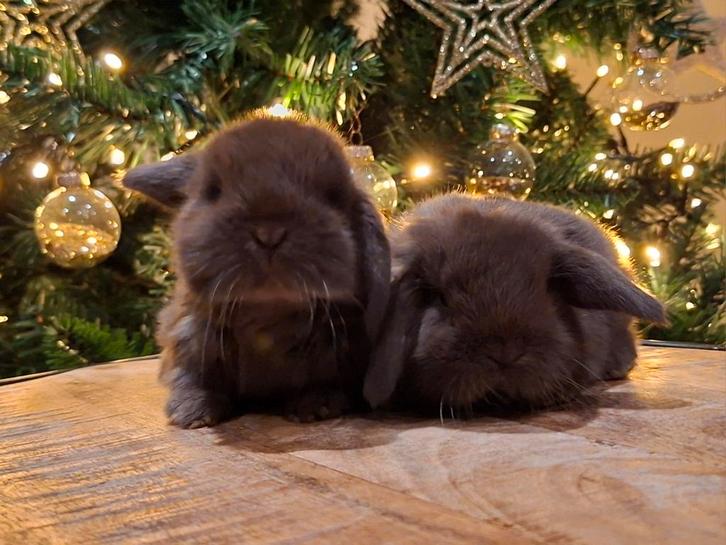 4 raszuivere NHD baby konijntjes, Dieren en Toebehoren, Konijnen, Dwerg, Mannelijk, 0 tot 2 jaar, Hangoor