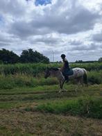 Verzorgpony gezocht/bijrijdster aangeboden, Ophalen of Verzenden, Nieuw