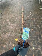 Klimhortensia Hydrangea anomala 'petiolaris', Tuin en Terras, Planten | Tuinplanten, Ophalen, Vaste plant, Halfschaduw, Klimplanten