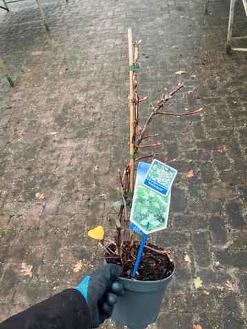 Klimhortensia Hydrangea anomala 'petiolaris' beschikbaar voor biedingen