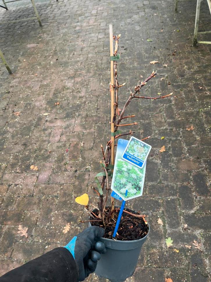 Klimhortensia Hydrangea anomala 'petiolaris', Tuin en Terras, Planten | Tuinplanten, Vaste plant, Klimplanten, Halfschaduw, Zomer