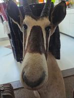 Oryx trofee - Prachtig en stofvrij!, Ophalen of Verzenden, Zo goed als nieuw, Hert, Opgezet dier