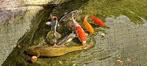 KOI VISSEN, Dieren en Toebehoren, Karper of Koi