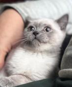 Britse Korthaar Blue Point katertje – 13 weken – ingeënt, Dieren en Toebehoren, Katten en Kittens | Raskatten | Korthaar, Kater