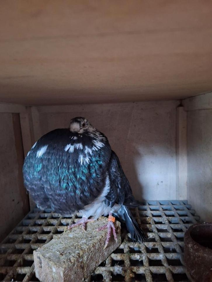 8 gaditano's, Dieren en Toebehoren, Vogels | Duiven, Kropper, Meerdere dieren