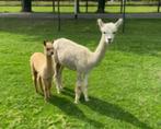 Alpaca merrie met veulen tekoop, Dieren en Toebehoren, Overige Dieren, Juni, Vrouwelijk