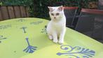 Brits(e) korthaar (kitten), Dieren en Toebehoren, Katten en Kittens | Raskatten | Korthaar, Poes, Gechipt, 0 tot 2 jaar