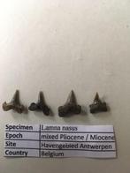Haaientanden uit havengebied Antwerpen: Lamna nasus, Verzamelen, Mineralen en Fossielen, Ophalen of Verzenden, Mineraal
