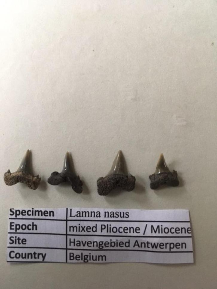 Haaientanden uit havengebied Antwerpen: Lamna nasus, Verzamelen, Mineralen en Fossielen, Mineraal, Ophalen of Verzenden