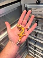 0.1 tremper firebold cross luipaardgekko, Dieren en Toebehoren, Reptielen en Amfibieën, Hagedis, 0 tot 2 jaar