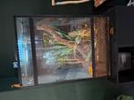 Wimpergekko MET terrarium, Ophalen, Zo goed als nieuw, Terrarium of Paludarium