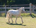 Knappe cremello welsh a pony, Dieren en Toebehoren, Pony's, Hengst, Recreatiepony, 0 tot 2 jaar