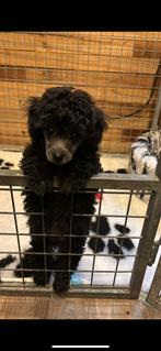 Kleine grijze toypoedel pups  direct nest verlaten, Dieren en Toebehoren, Poedel, Rabiës (hondsdolheid), 8 tot 15 weken, Meerdere