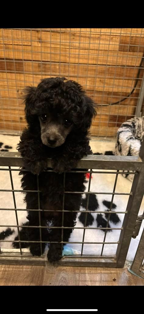 Kleine grijze toypoedel pups  direct nest verlaten, Dieren en Toebehoren, Honden | Chihuahua's en Gezelschapshonden, Meerdere dieren