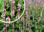 Persicaria a. Rosea Duizendknoop vlinders, bijen, insecten, Volle zon, Vaste plant, Zomer, Ophalen