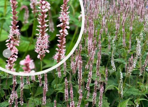 Persicaria a. Rosea Duizendknoop vlinders, bijen, insecten, Tuin en Terras, Planten | Tuinplanten, Vaste plant, Overige soorten
