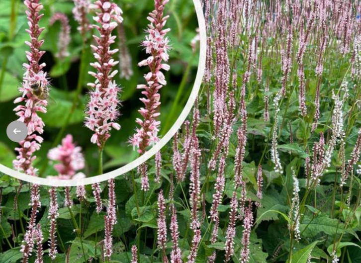 Persicaria a. Rosea Duizendknoop vlinders, bijen, insecten, Tuin en Terras, Planten | Tuinplanten, Vaste plant, Overige soorten