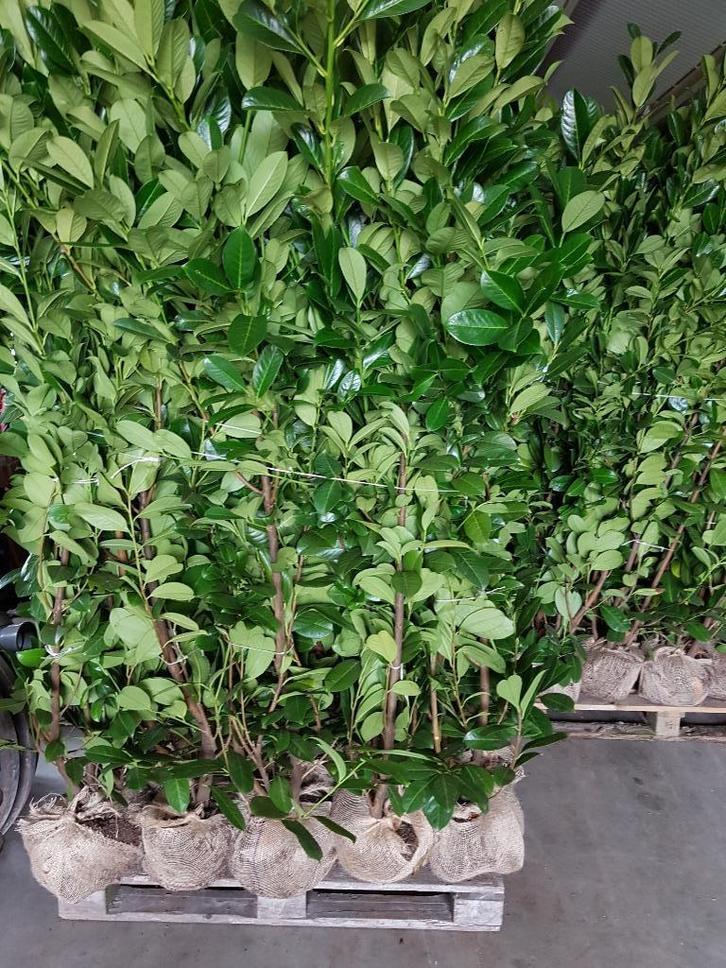 laurier rotundifolia te koop !!, Tuin en Terras, Planten | Struiken en Hagen, Struik, Laurier, 100 tot 250 cm, Ophalen