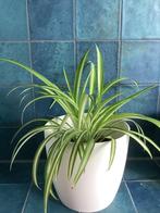 Kamerplanten incl pot va. €2,50, o.a. graslelie, gatenplant, Ophalen, Overige soorten, Halfschaduw, In pot