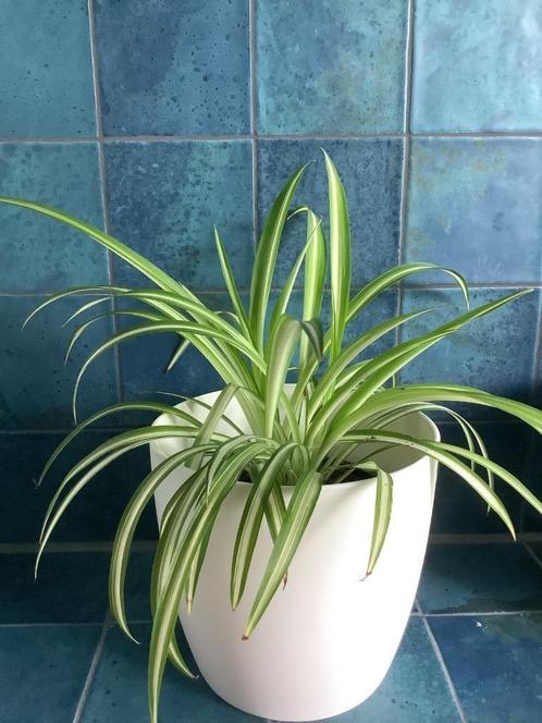 Kamerplanten incl pot va. €2,50, o.a. graslelie, gatenplant, Huis en Inrichting, Kamerplanten, Overige soorten, Minder dan 100 cm