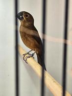 Twatwa pop 0-1 geringd 2022 broedrijp., Dieren en Toebehoren, Vogels | Overige Vogels, Vrouwelijk, Tropenvogel, Geringd