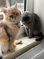 Black Golden Shaded MET STAMBOOM, Kater, Met stamboom, 0 tot 2 jaar