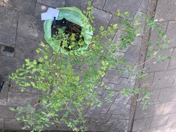 Kleine Ruit zonder pot, in dunne plastic zak beschikbaar voor biedingen