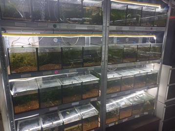 Aquariumstellingen beschikbaar voor biedingen