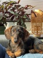 Herplaatsing Ruwharige dwergteckel, Dieren en Toebehoren, Teef, Dwerg, Eén hond, 3 tot 5 jaar