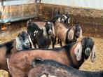 Nubische fokbokken, Dieren en Toebehoren, Schapen, Geiten en Varkens, Mannelijk, Geit, 0 tot 2 jaar