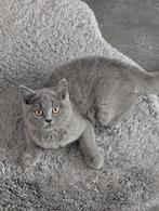 Prachtige Brits korthaar kitten katertje Blue, Dieren en Toebehoren, Katten en Kittens | Raskatten | Korthaar, Meerdere dieren